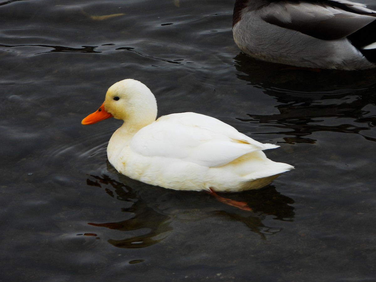 Mallard (Domestic type) - ML646766039
