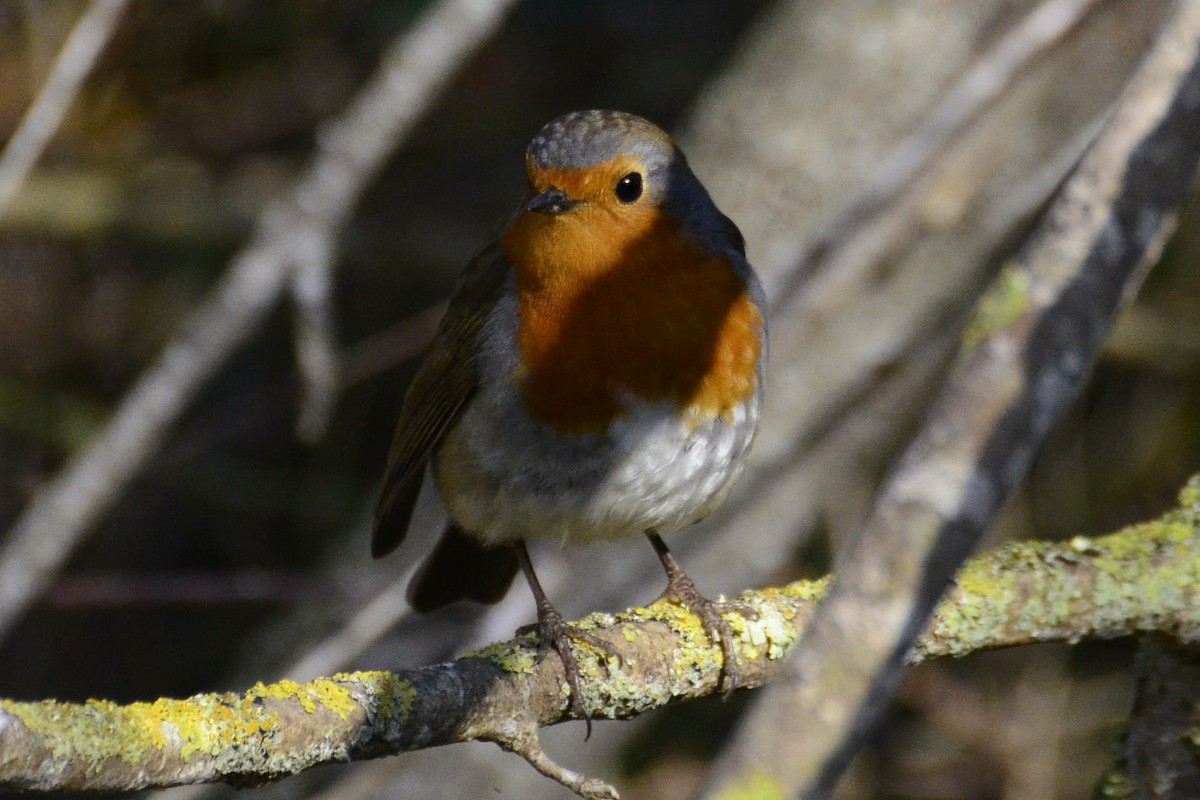 European Robin - ML646766040