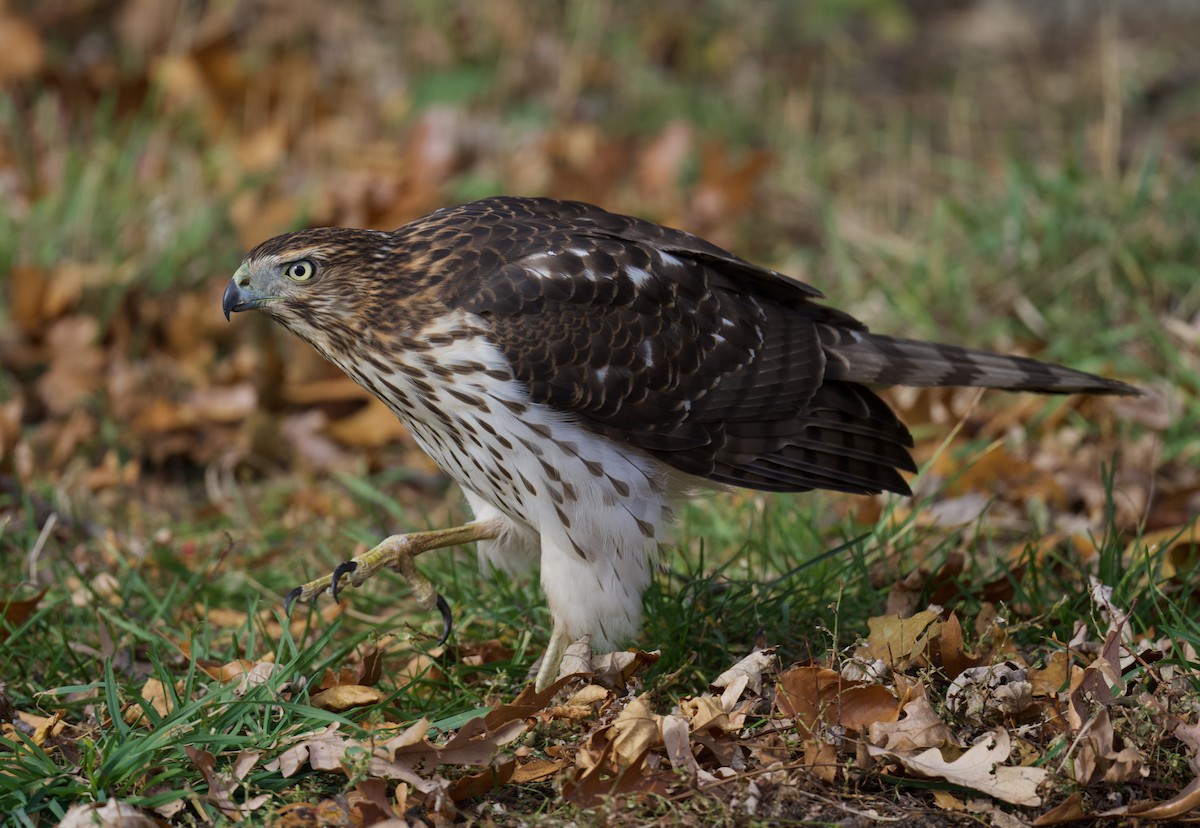 Cooper's Hawk - ML646766042