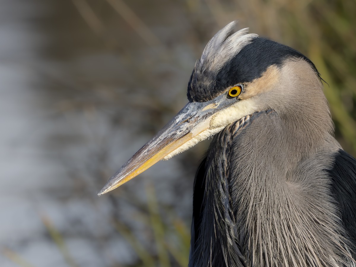 Garza Azulada - ML646766043