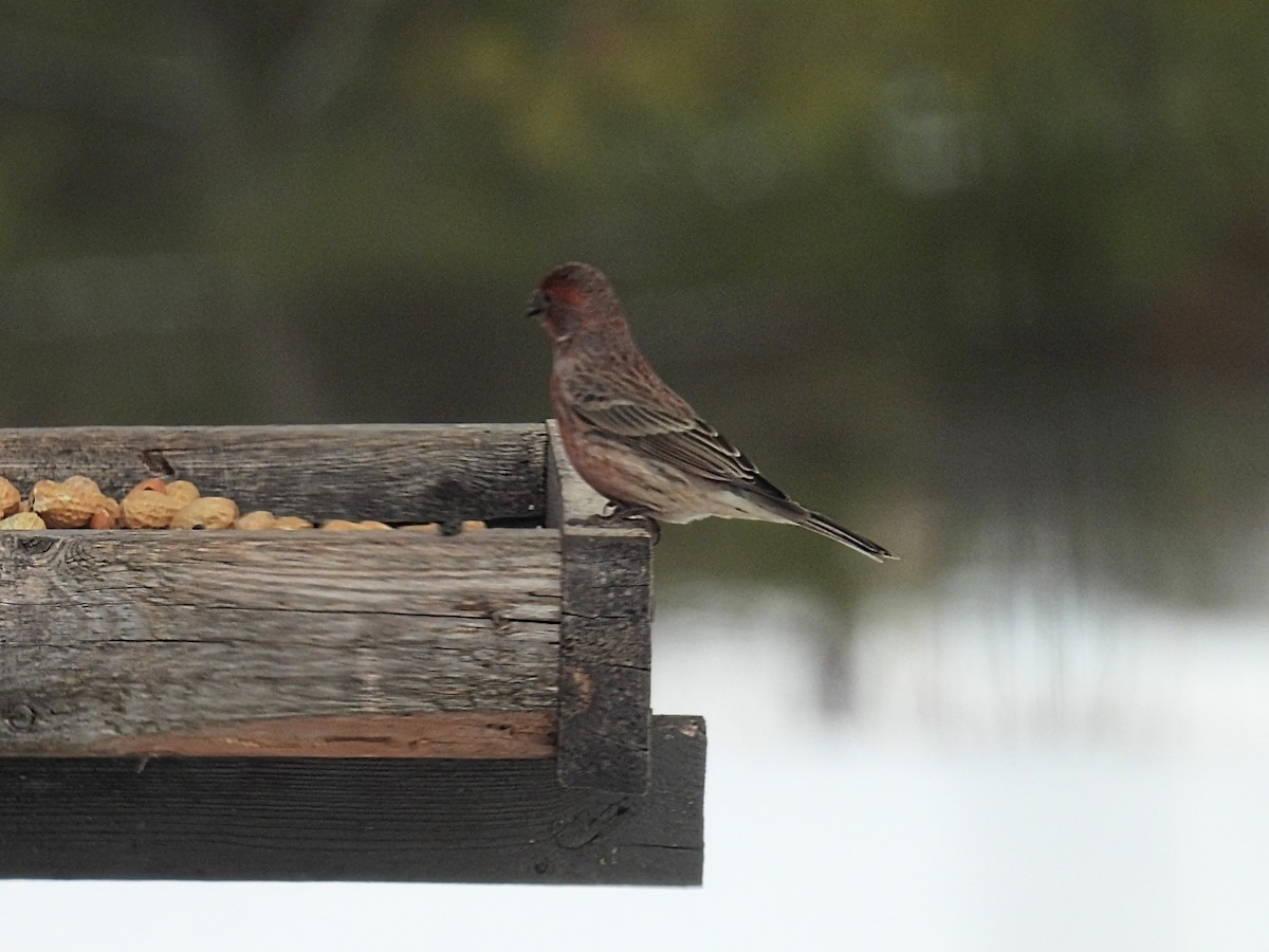 Roselin familier - ML646766044