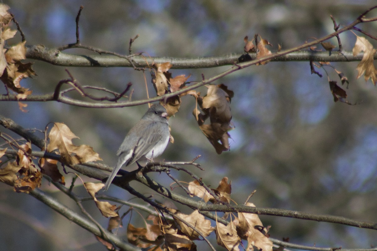 Dark-eyed Junco - ML646766045