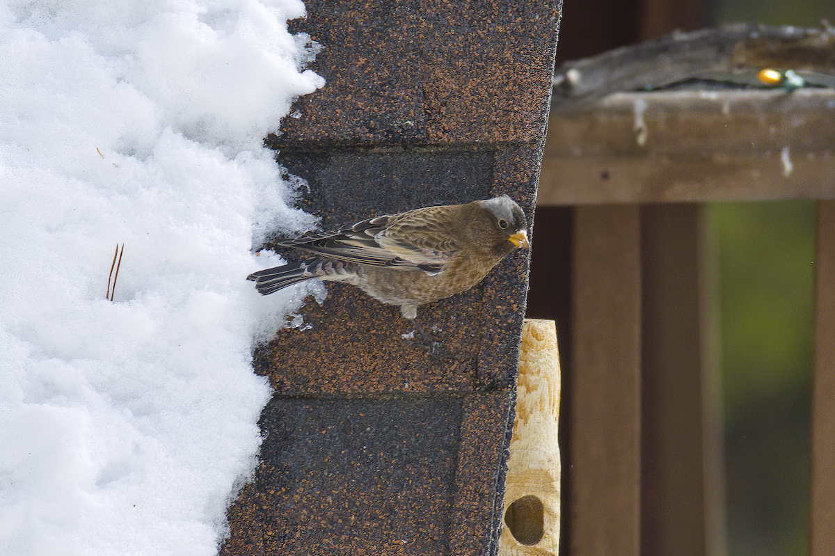 Pinzón Montano Nuquigrís (grupo tephrocotis) - ML646766046