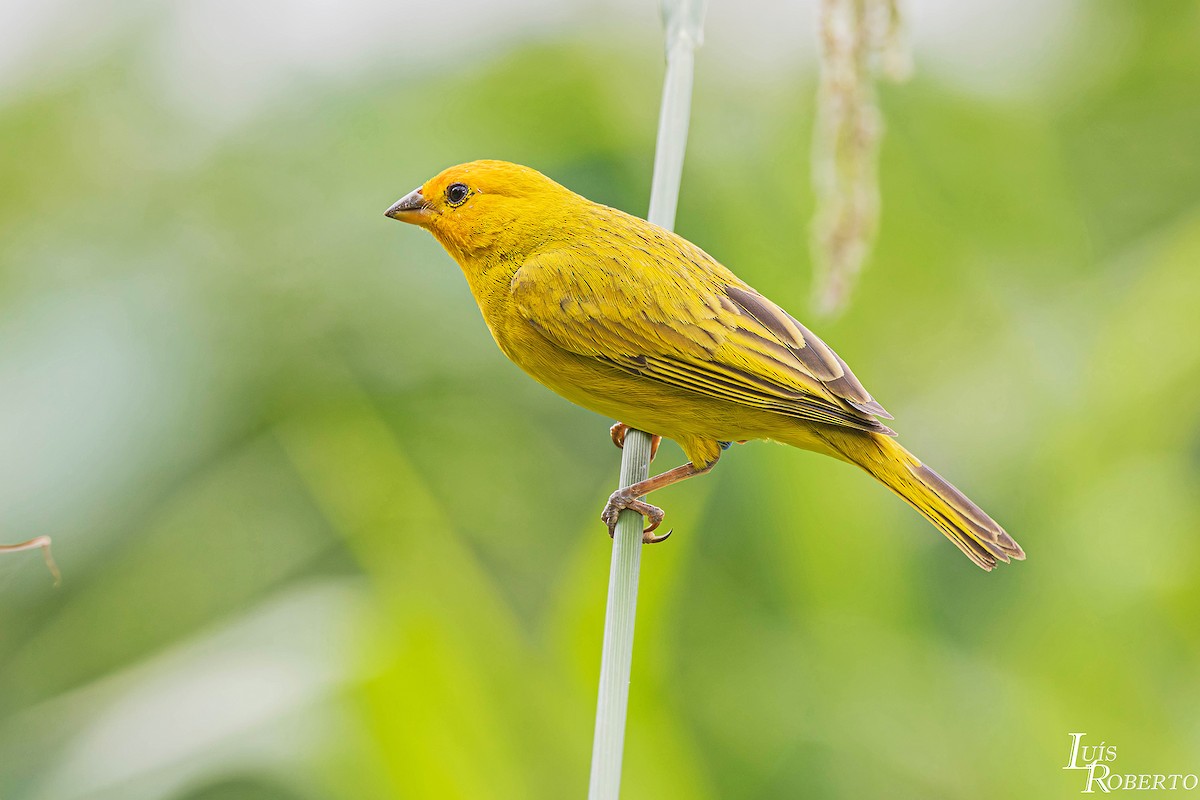 Saffron Finch - ML646766047
