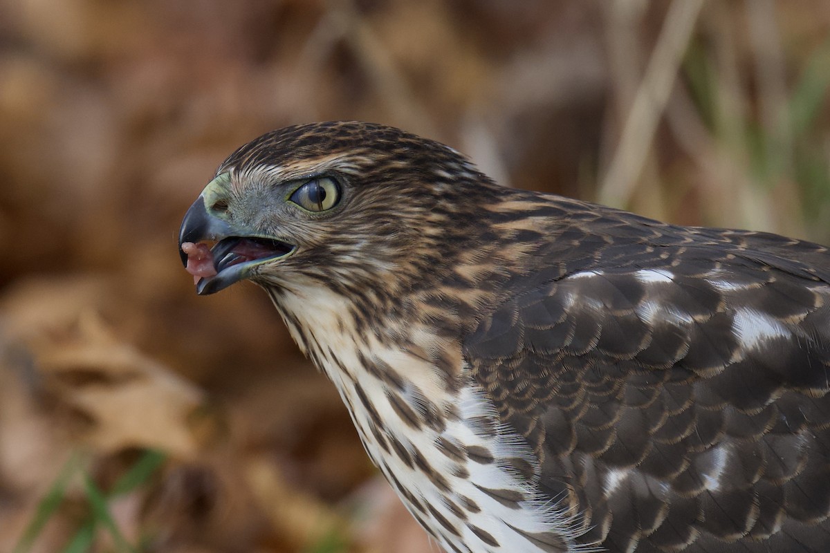 Cooper's Hawk - ML646766049