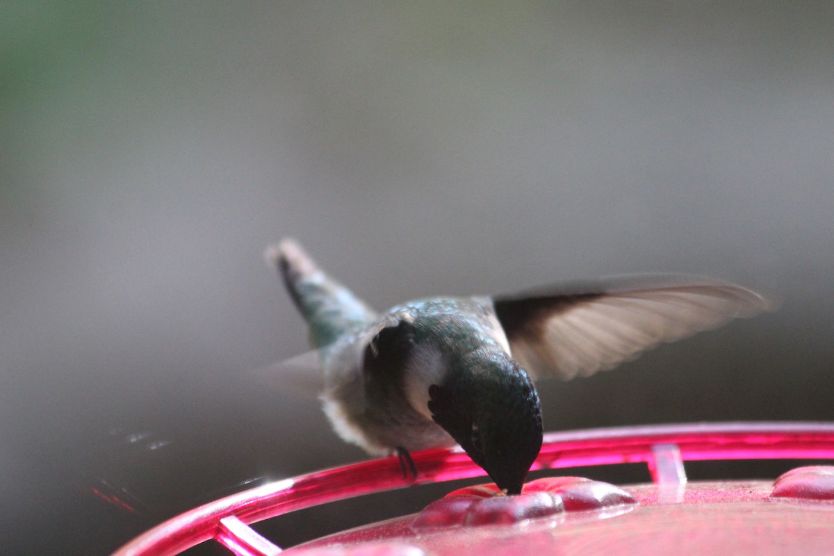 Рубиновогорлый колибри - ML646766050