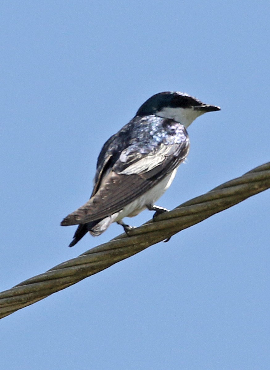 White-winged Swallow - ML646766051