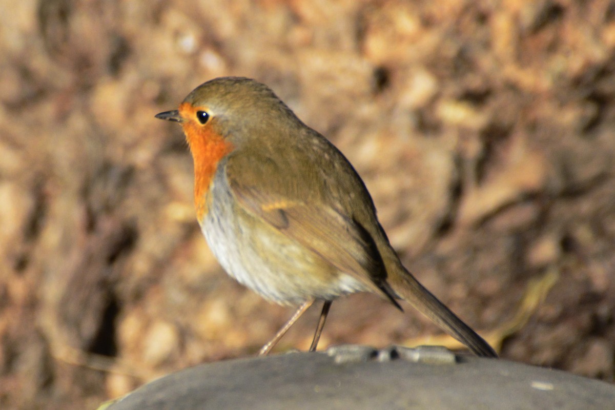 European Robin - ML646766052