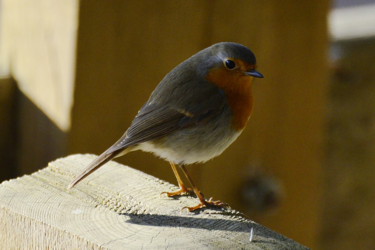 European Robin - ML646766053