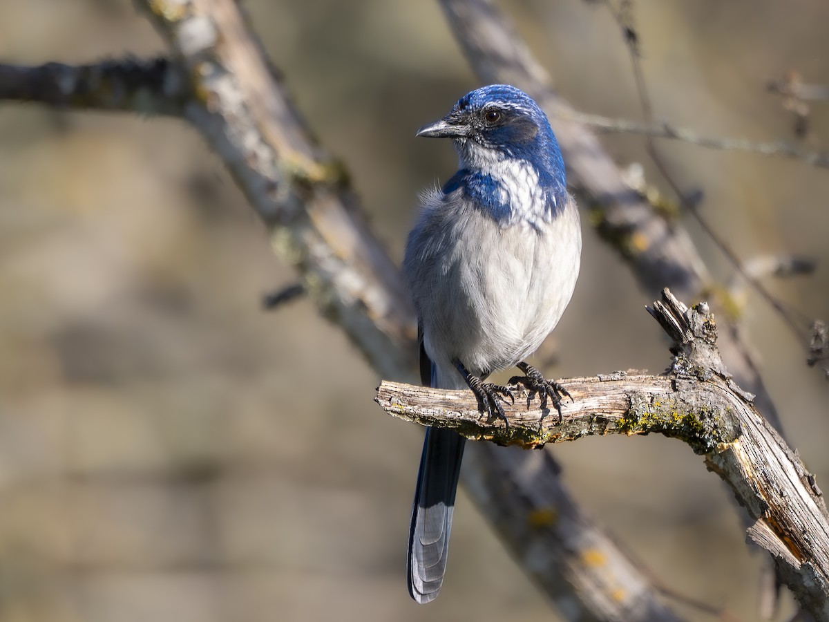 Chara Californiana - ML646766055