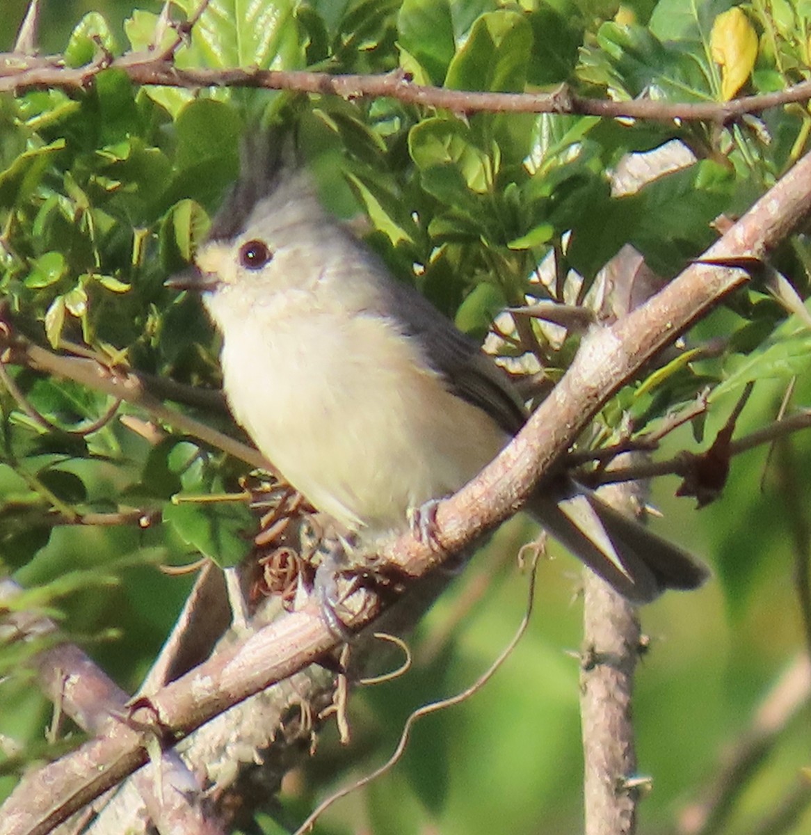 svartduskmeis - ML646766056