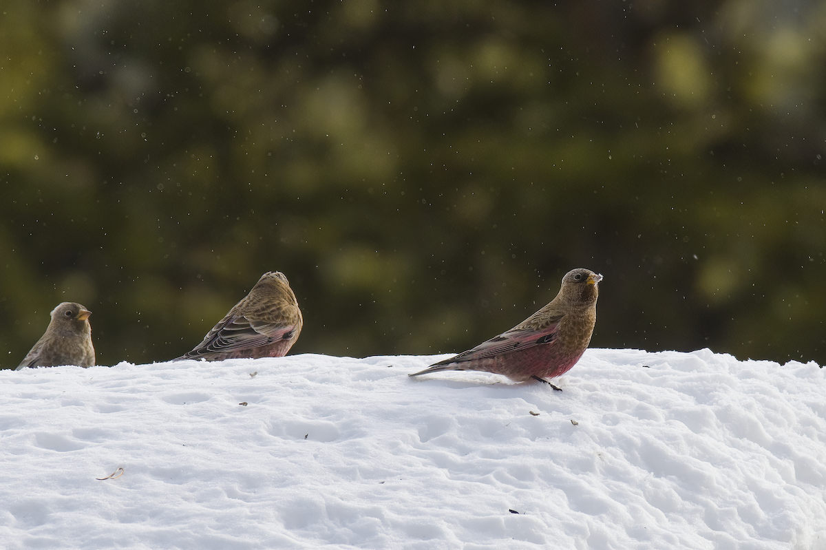 Brown-capped Rosy-Finch - ML646766058