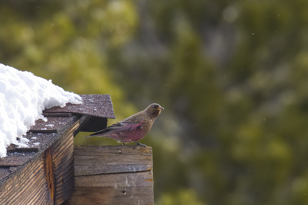 Brown-capped Rosy-Finch - ML646766059