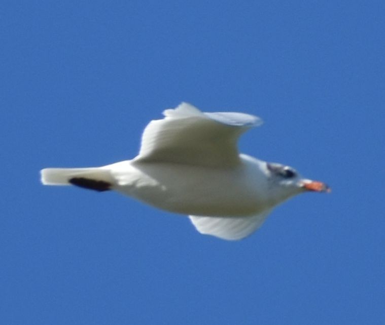 Mediterranean Gull - ML646766060
