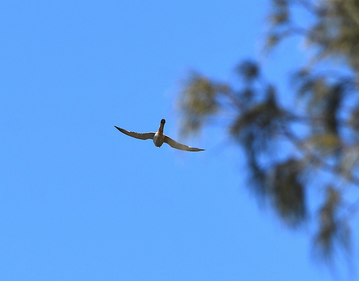 Nankeen Kestrel - ML646766061