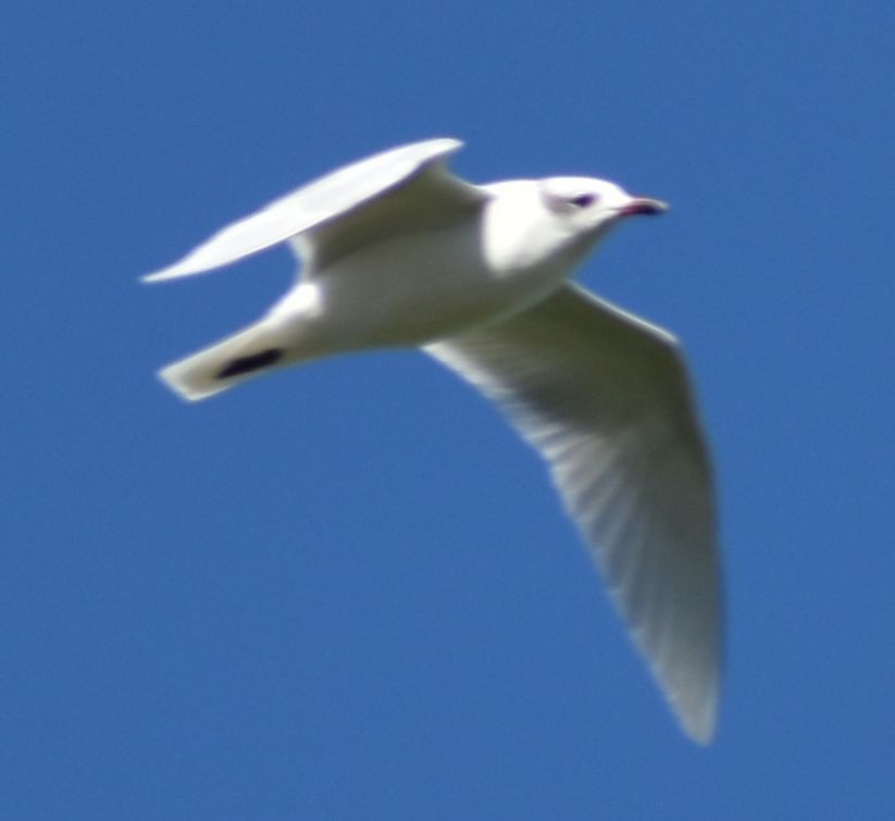 Mediterranean Gull - ML646766062