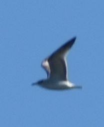 Mediterranean Gull - ML646766063