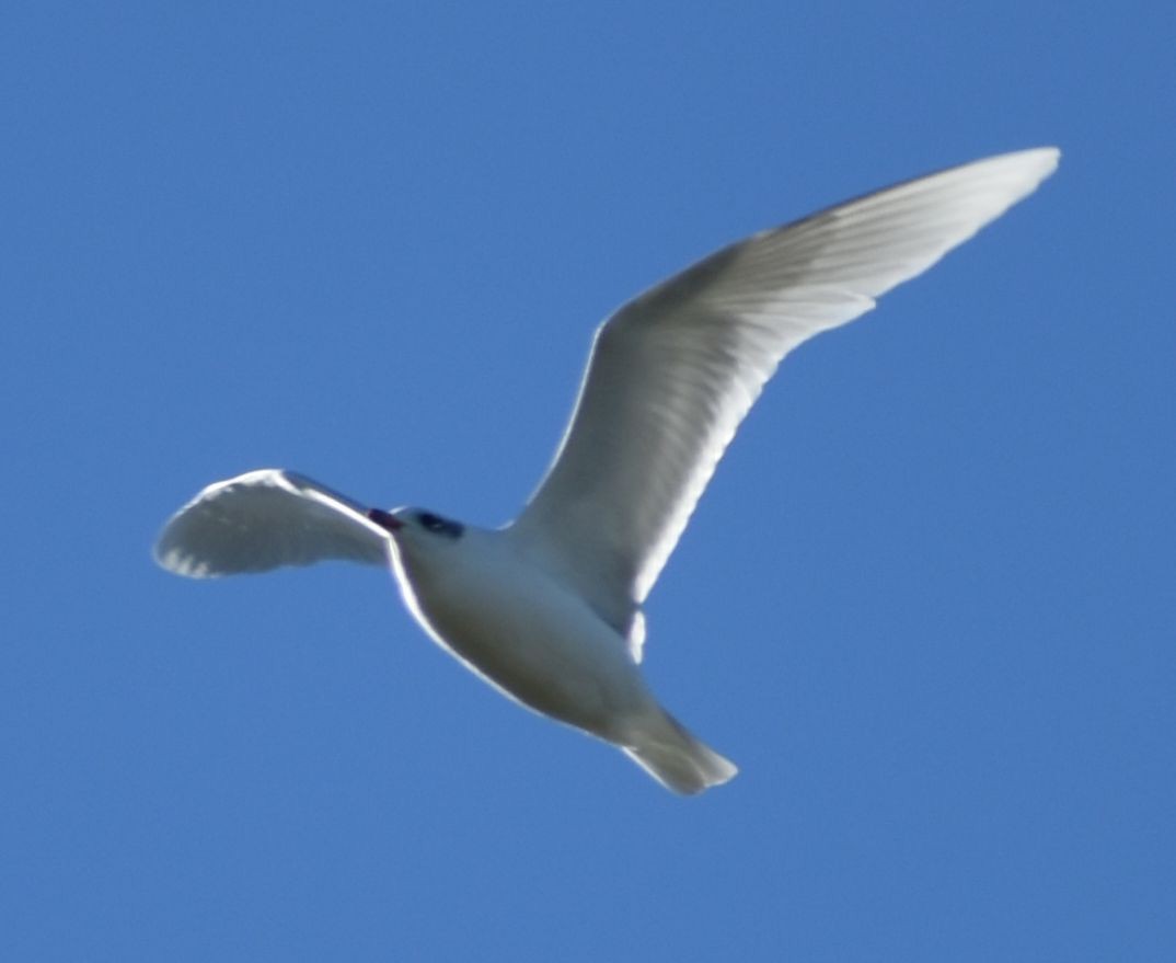Mediterranean Gull - ML646766064