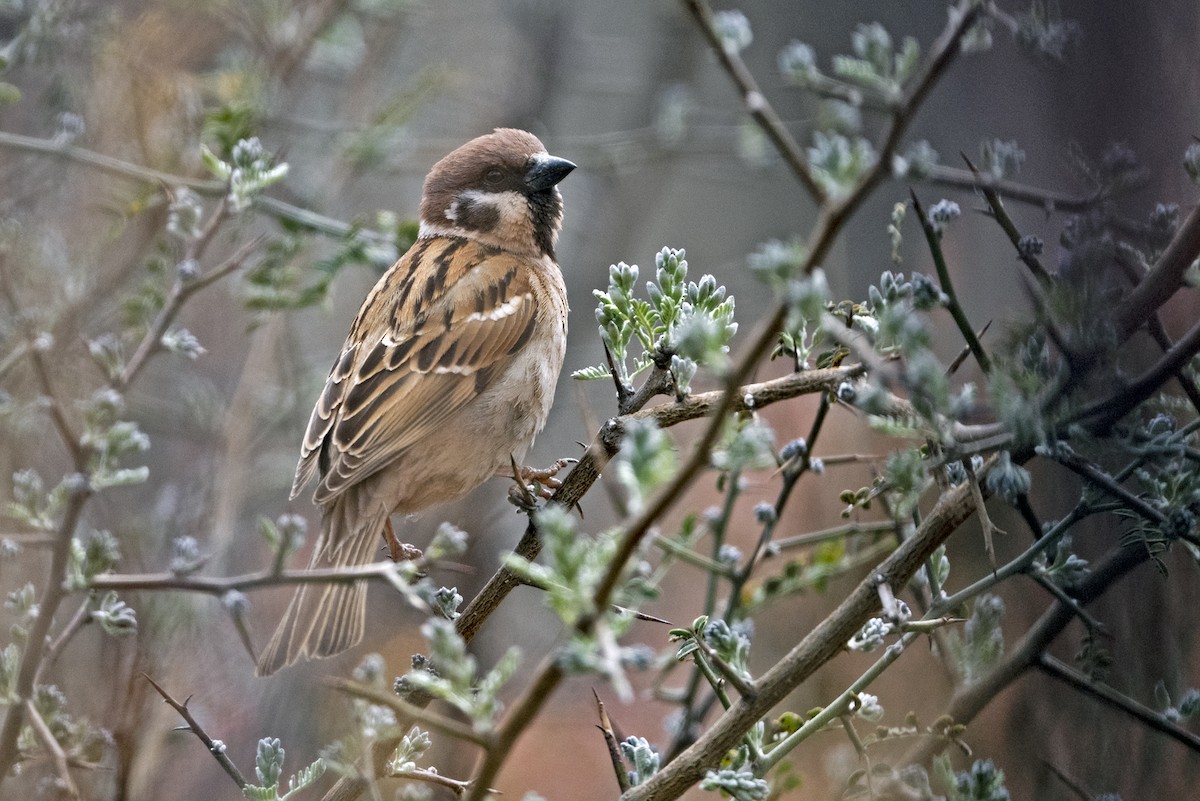 Gorrión Molinero - ML646766065