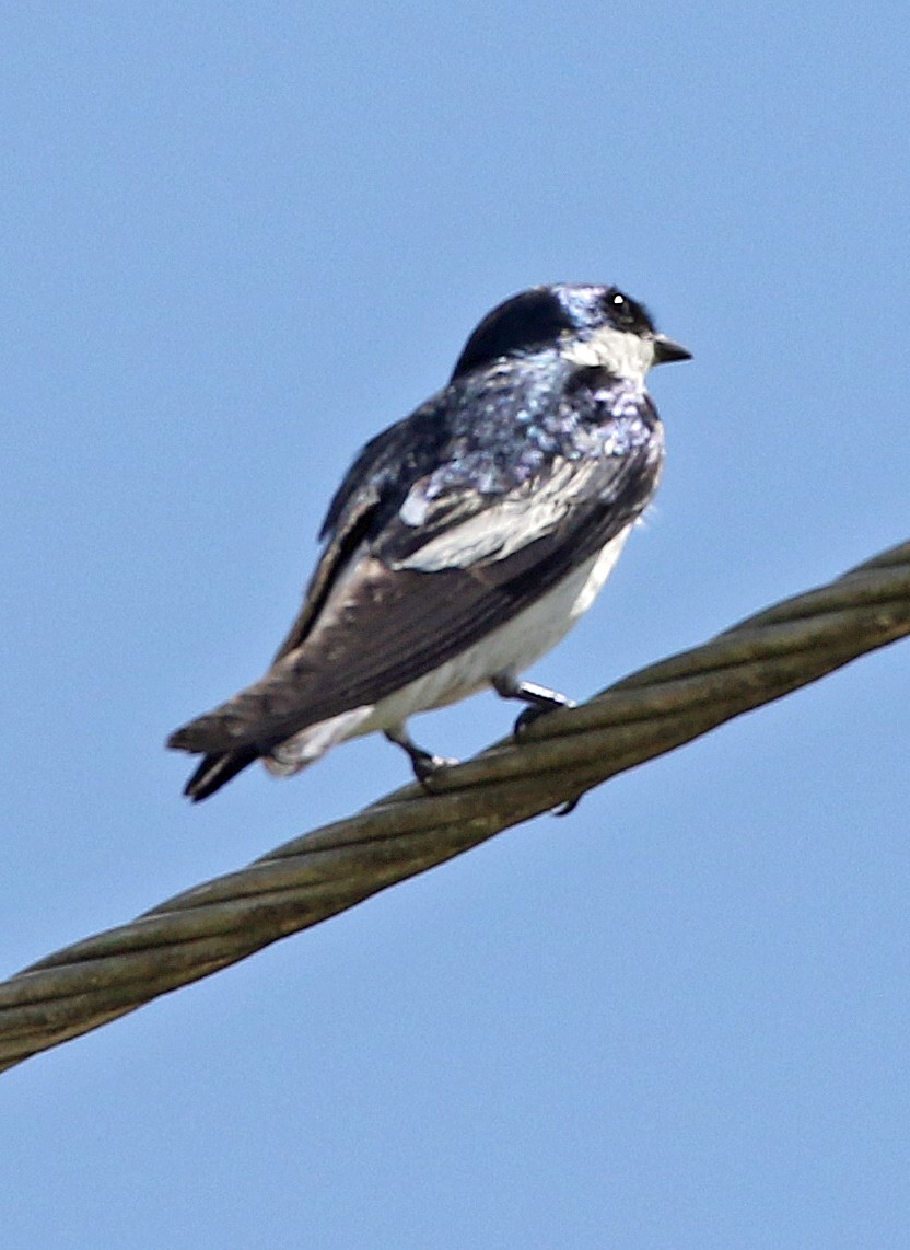 White-winged Swallow - ML646766066