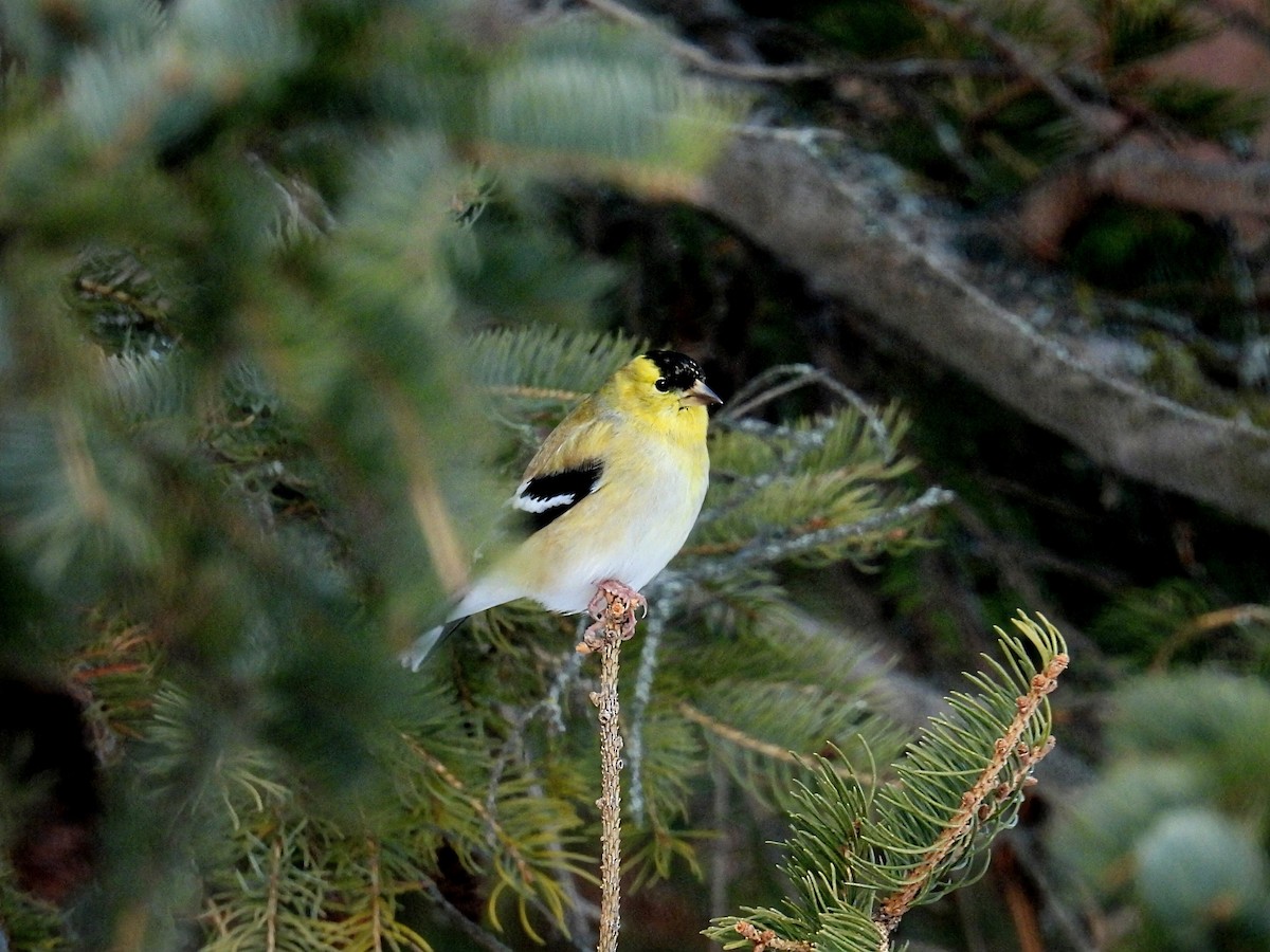 Chardonneret jaune - ML646766067