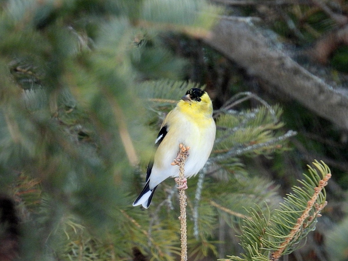 Chardonneret jaune - ML646766068