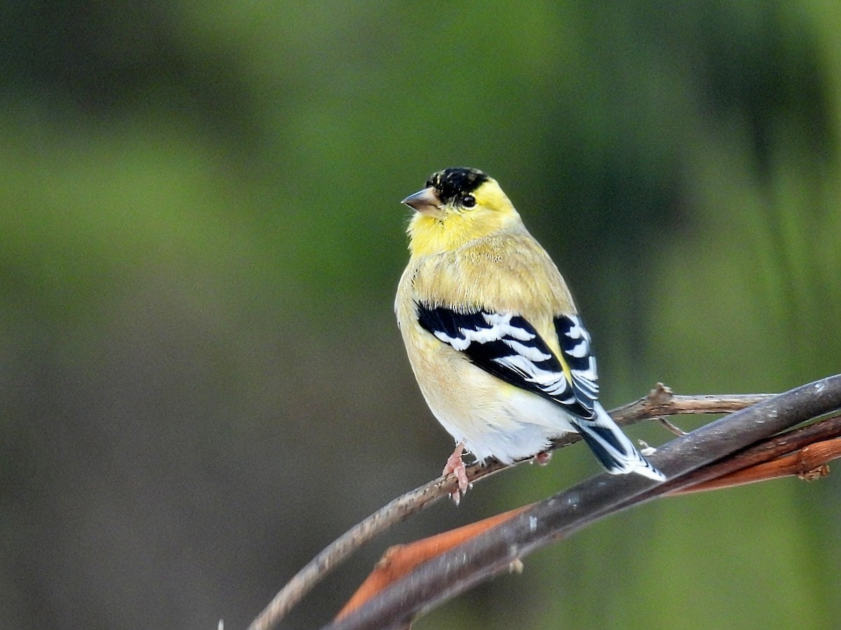 Chardonneret jaune - ML646766069