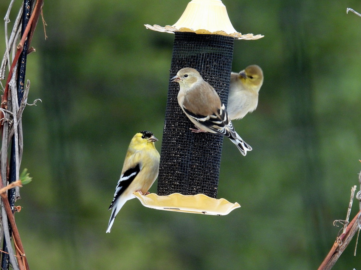 Chardonneret jaune - ML646766070