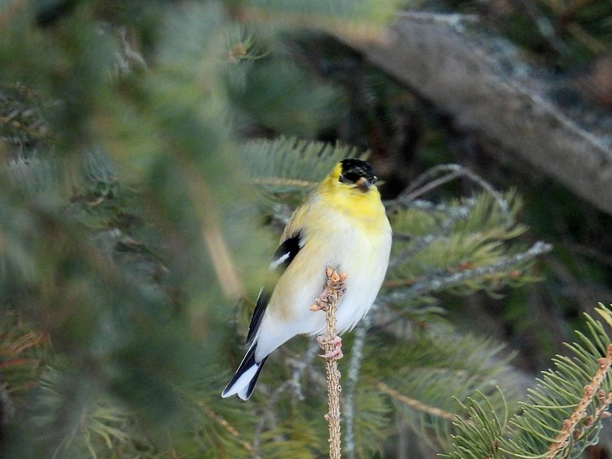 Chardonneret jaune - ML646766071