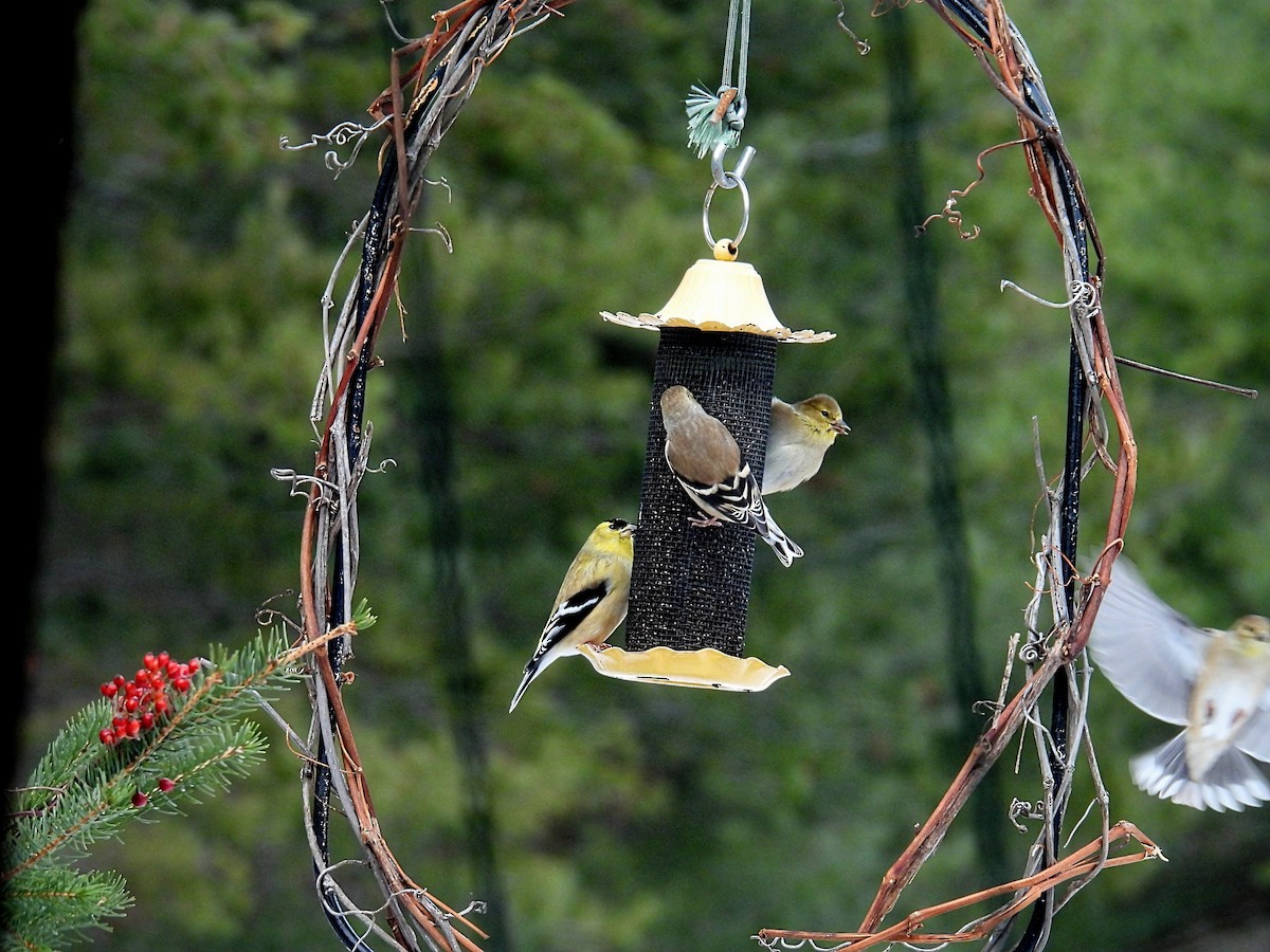 Chardonneret jaune - ML646766072