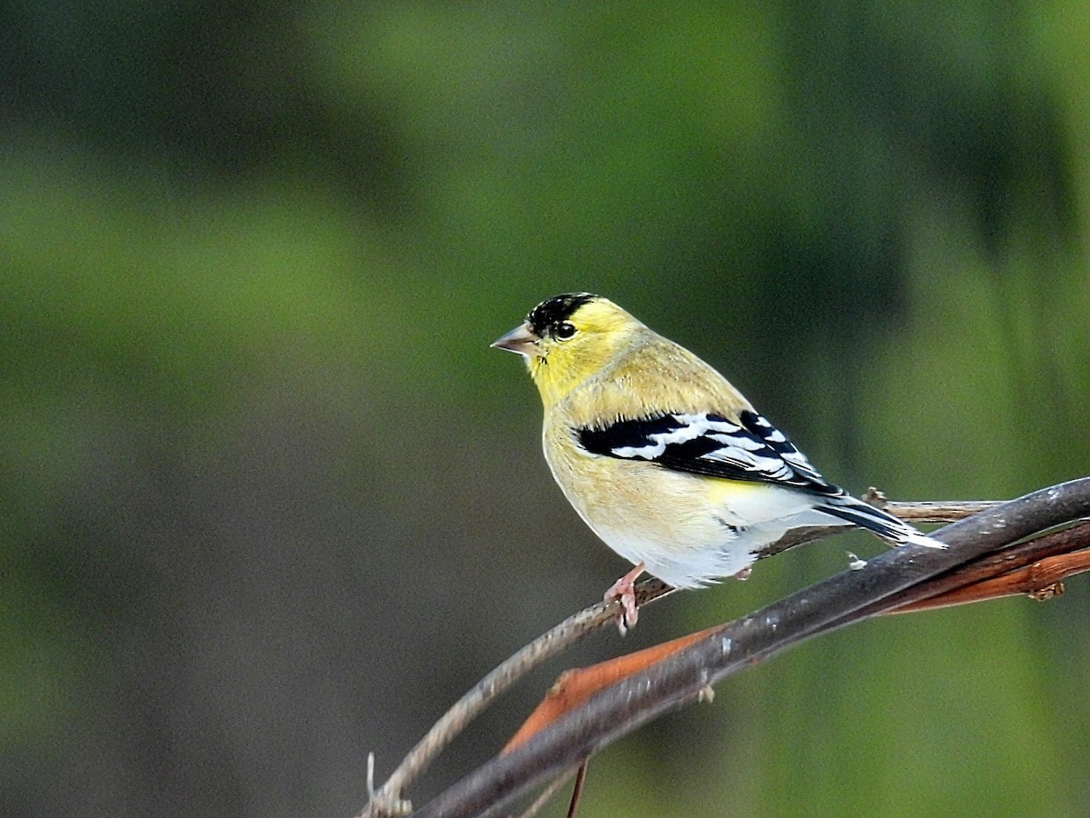 Chardonneret jaune - ML646766073