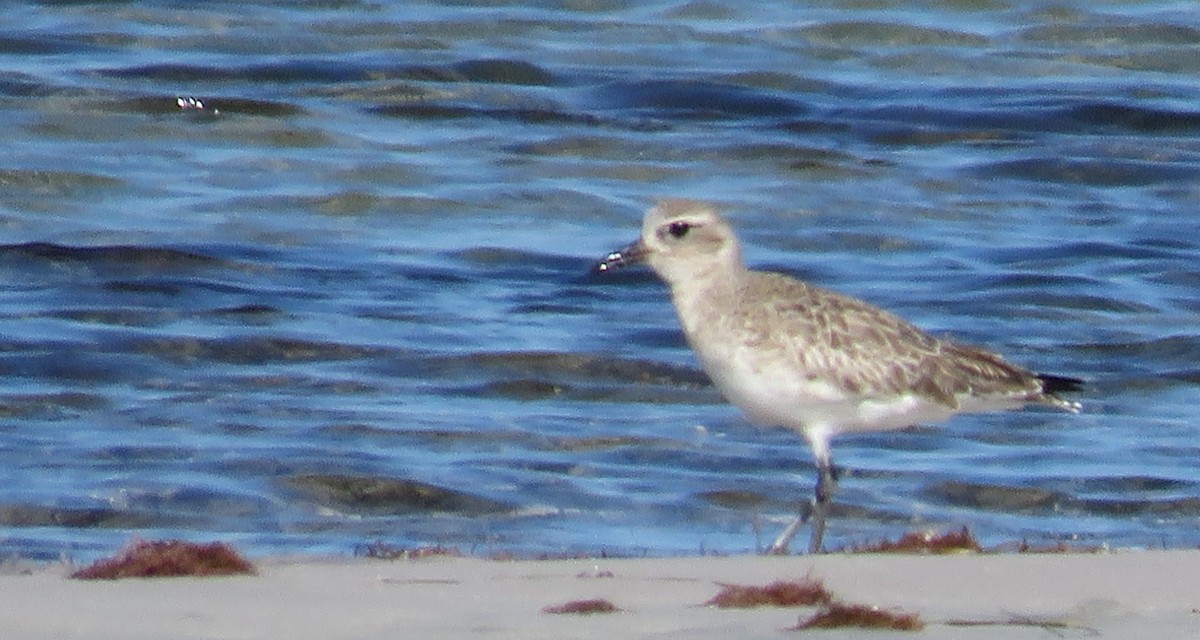 חופזי מנומר - ML646766077