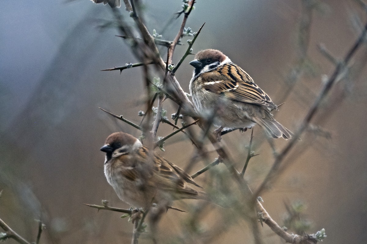 Gorrión Molinero - ML646766080