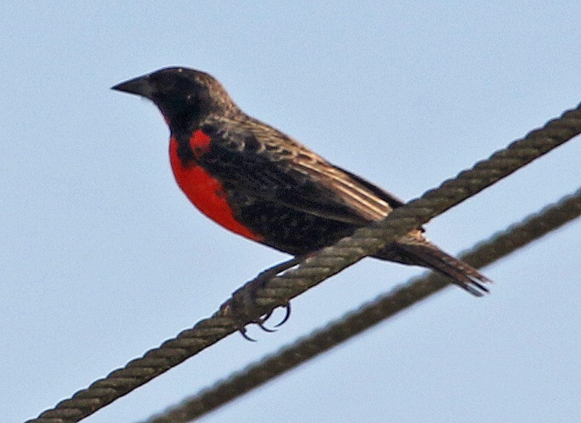 Red-breasted Meadowlark - ML646766081