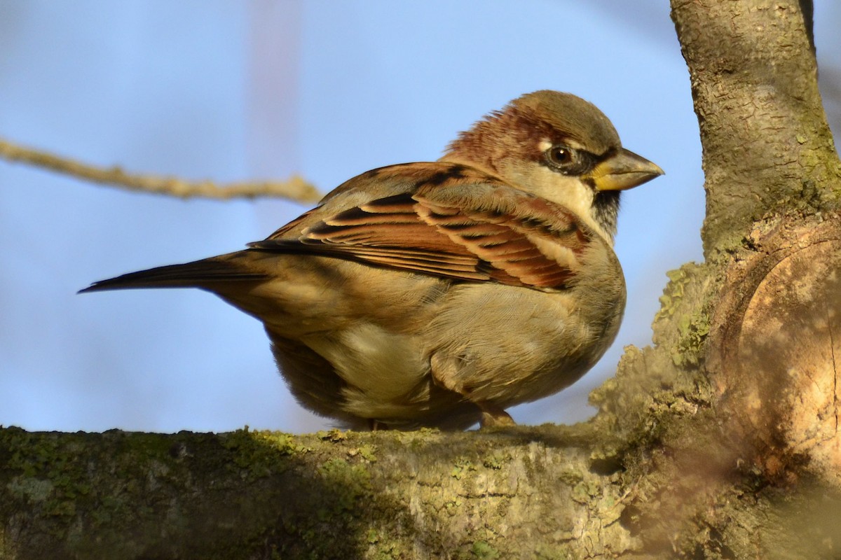 דרור הבית - ML646766082