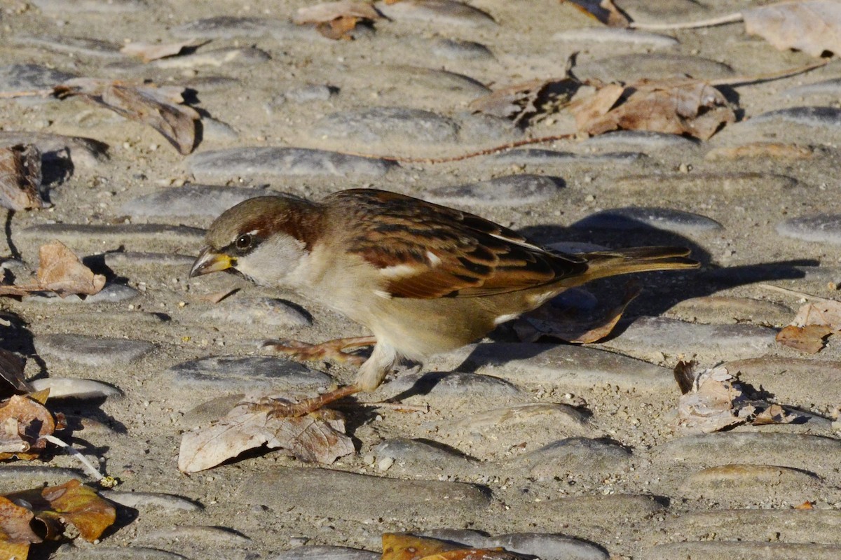 דרור הבית - ML646766083