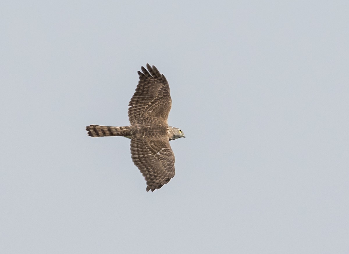 Shikra - ML646766088