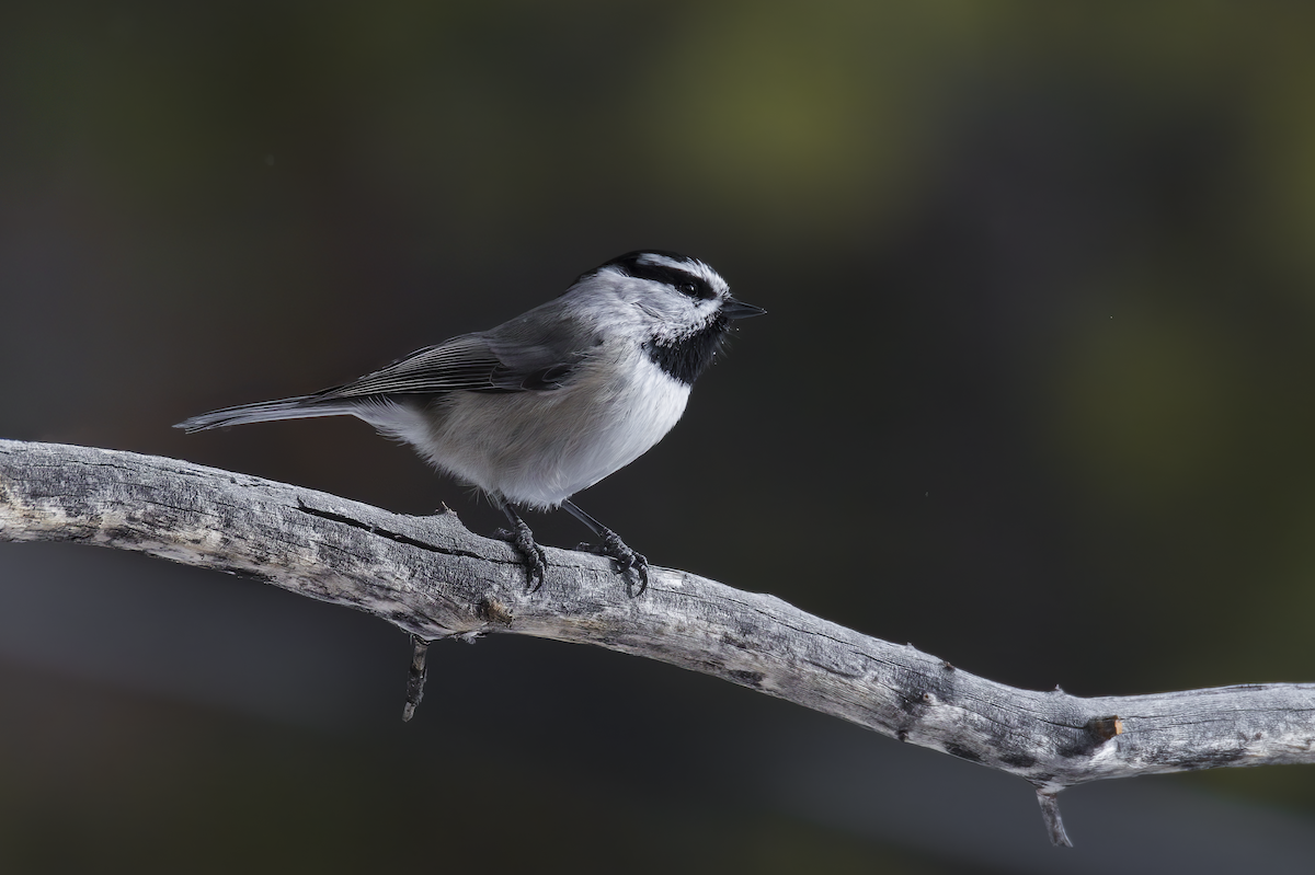 Mountain Chickadee - ML646766089