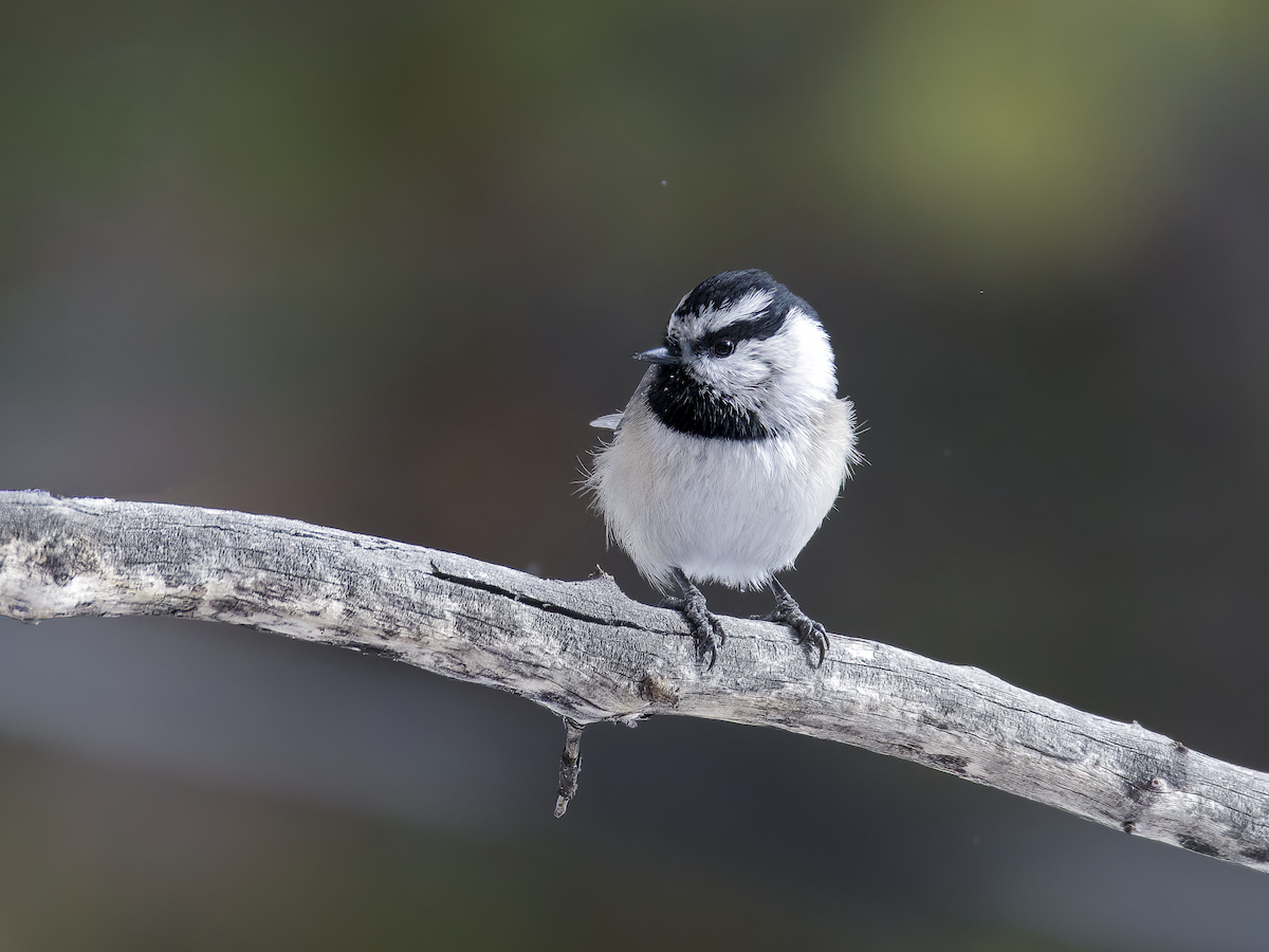 Mountain Chickadee - ML646766090