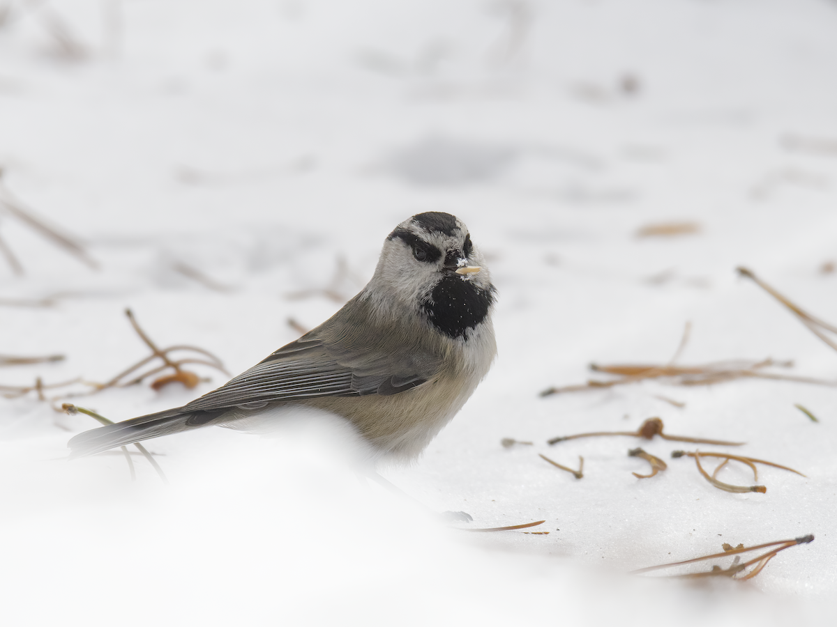 Mountain Chickadee - ML646766091