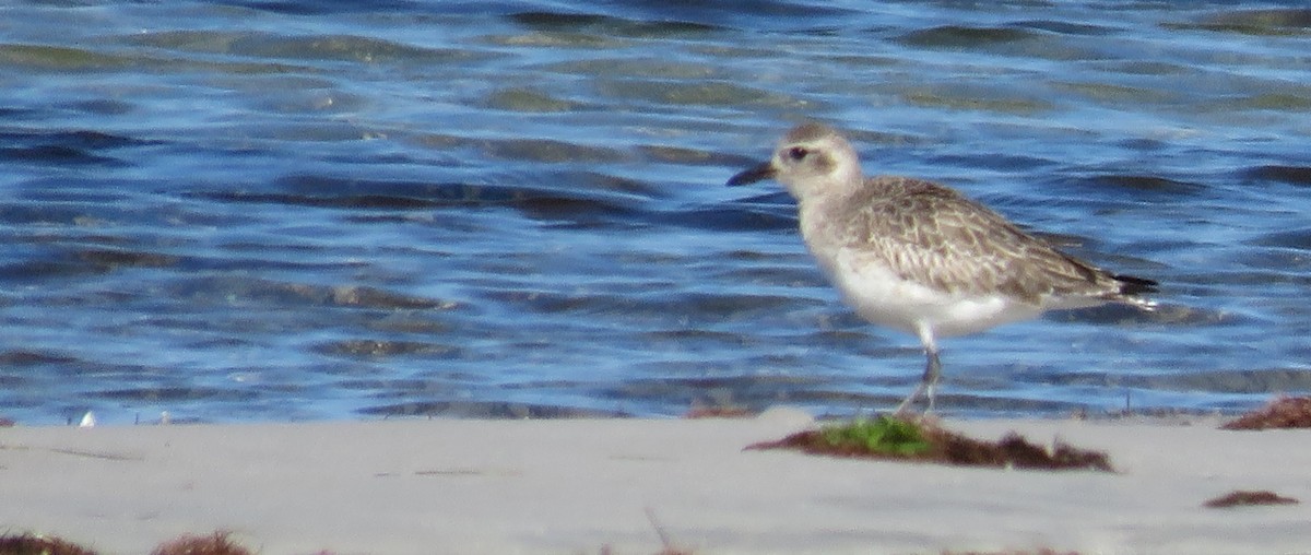 חופזי מנומר - ML646766093