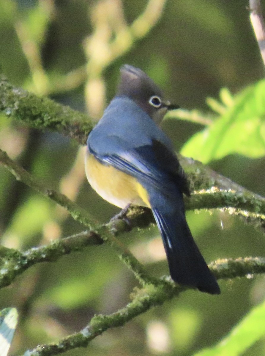 gråsilkefugl - ML646766095