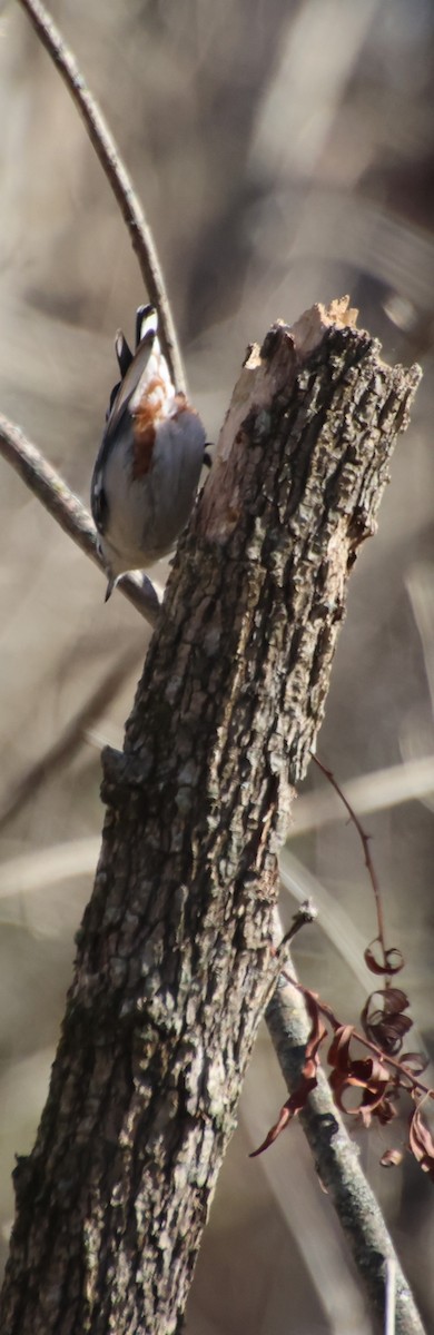 Sittelle à poitrine blanche - ML646766096