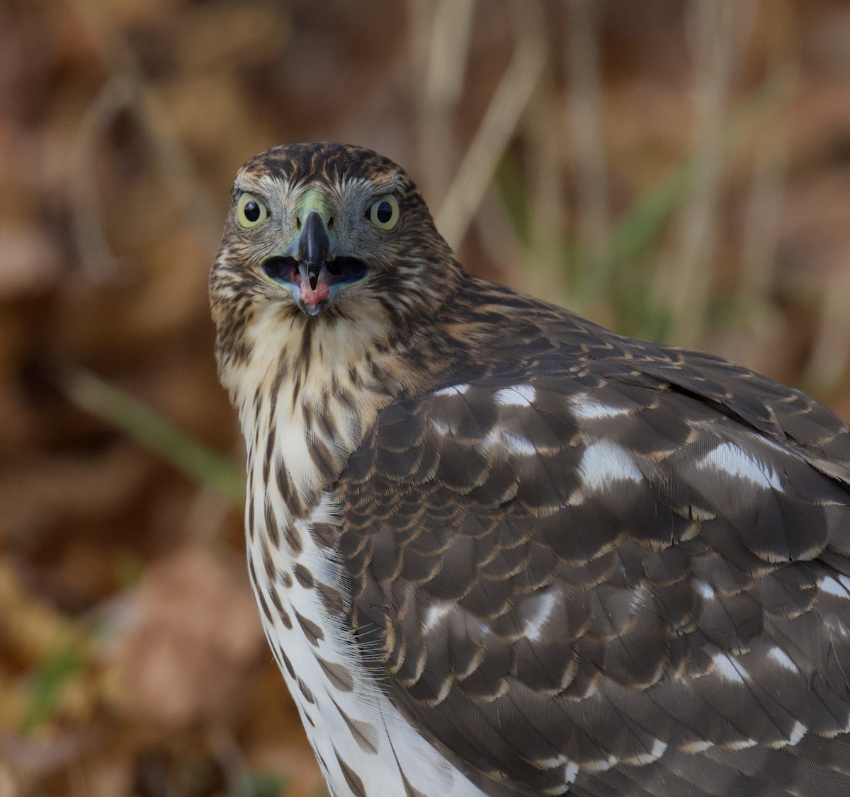 Cooper's Hawk - ML646766097