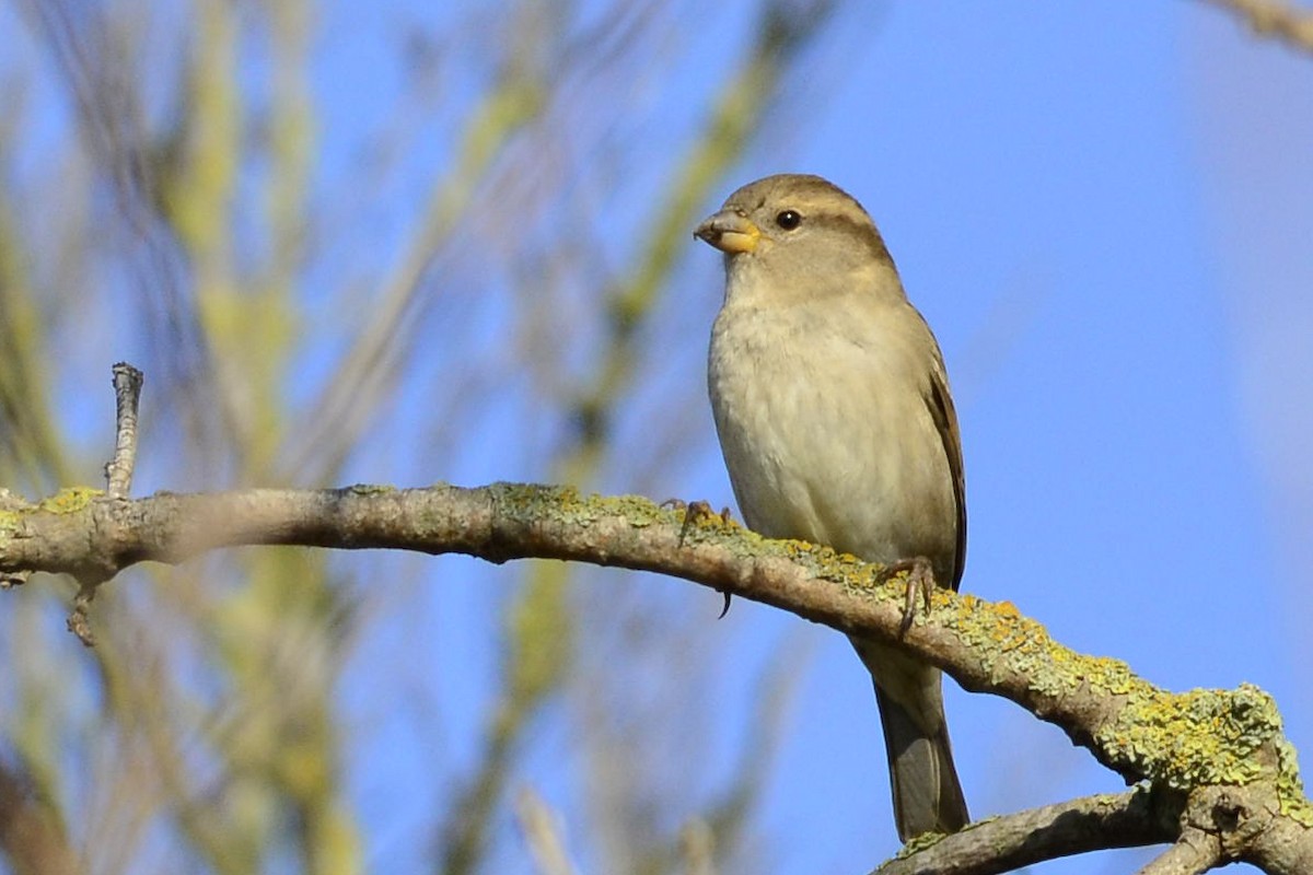 דרור הבית - ML646766098