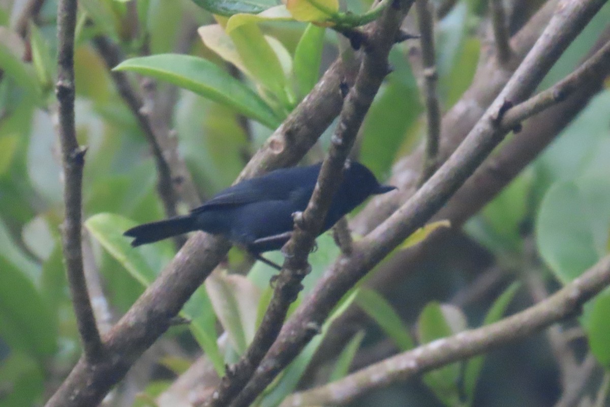 Pinchaflor Flanquiblanco - ML646766101