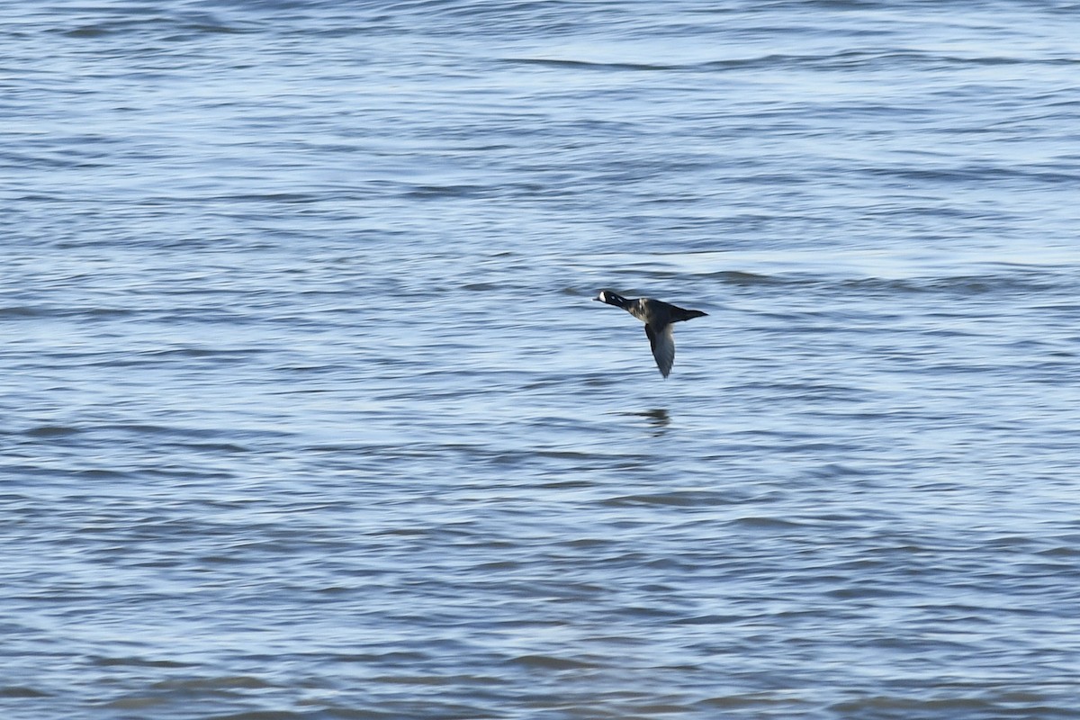 Ahate arlekina - ML646766106