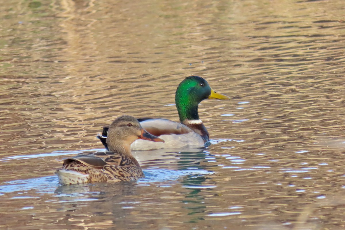 Mallard - ML646766108