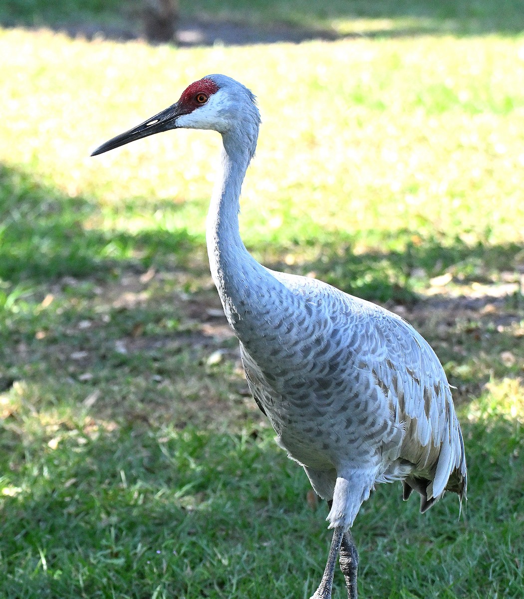 Канадский журавль - ML646766109