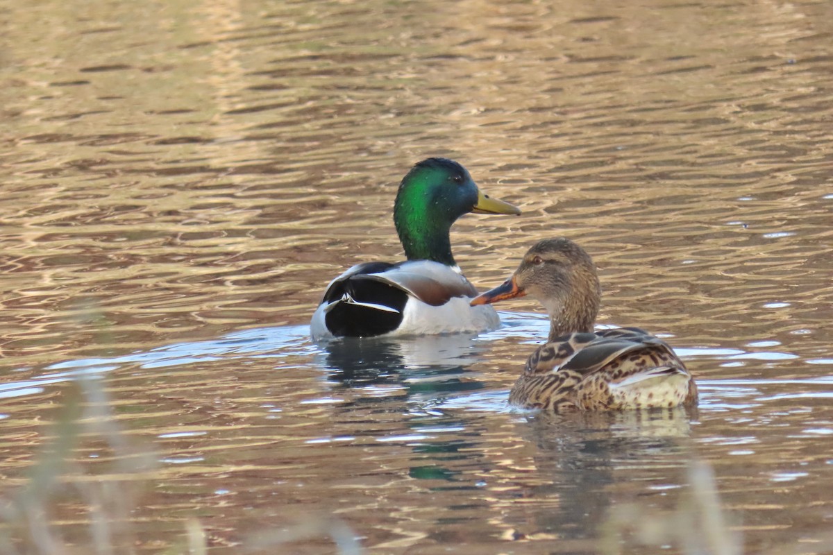 Mallard - ML646766110